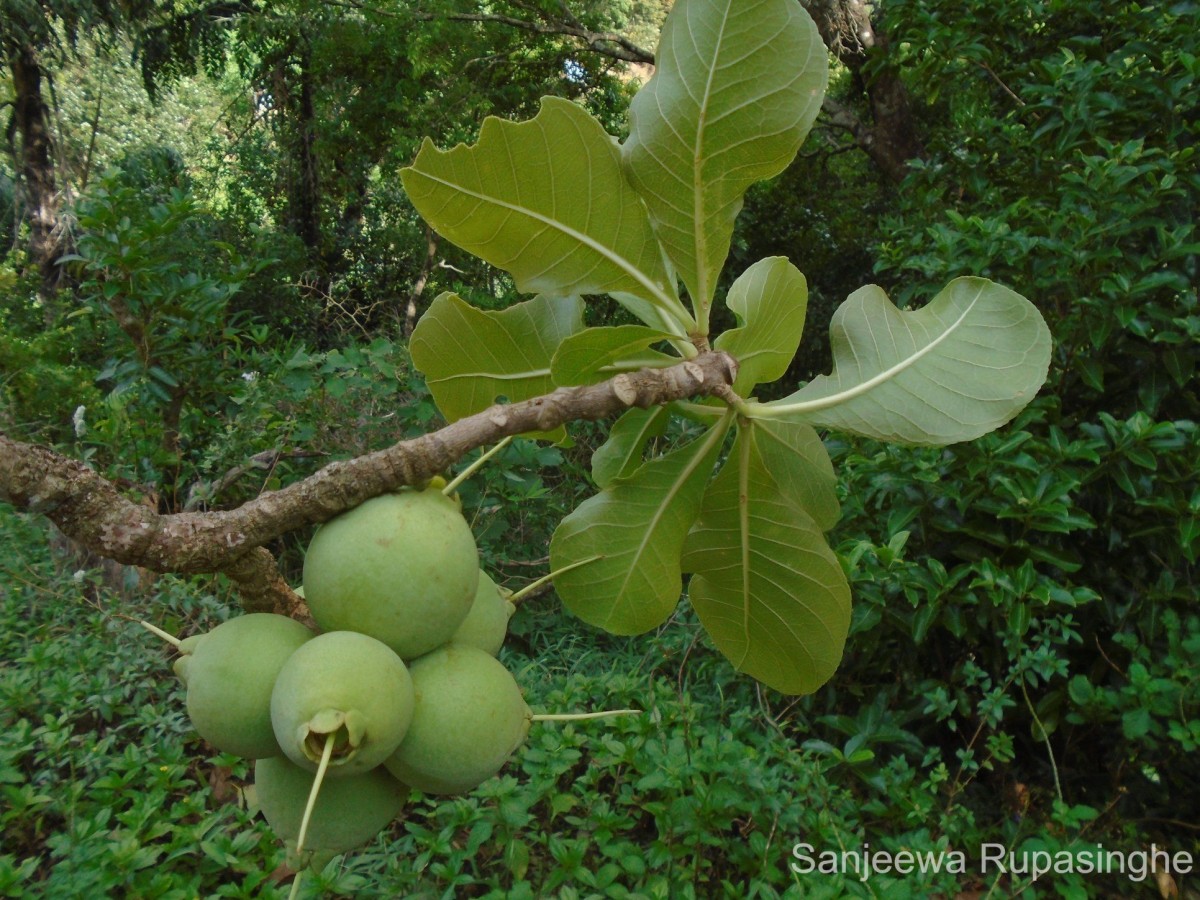 Careya arborea Roxb.